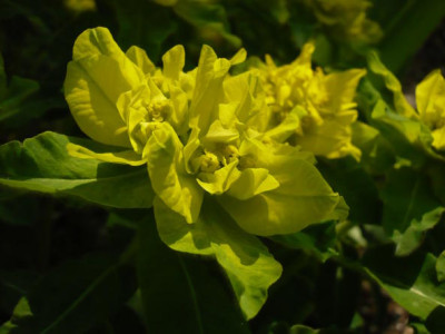 Euphorbia_epithymoides.jpg