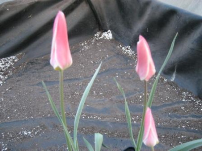 Tulipa_humilis_Rosea_Caerulea_Oculata004.jpg