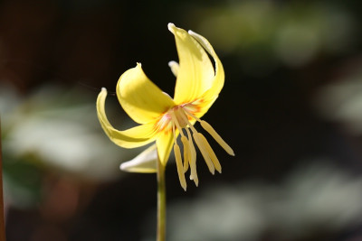 ErythroniumIMG_5744jpg.jpg