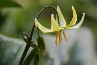 ErythroniumIMG_5767jpg.jpg