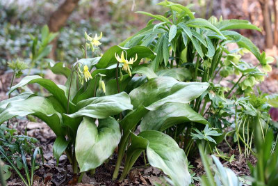 ErythroniumIMG_5768jpg.jpg