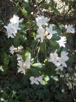 Kopie_von_190420101968R.rigidum_Gigha.jpg