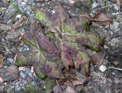 comp_Podophyllum.jpg