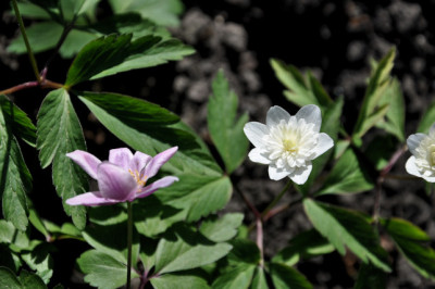 DSC_An_n_gef.jpg