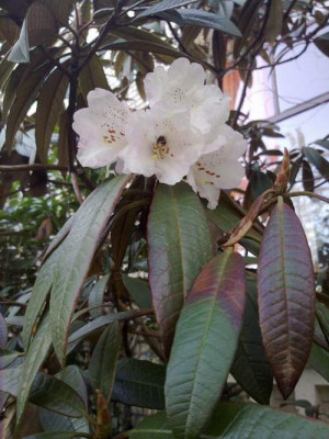 Kopie_von_190420101973R.arboreum_var._roseum_Sch.2649_pale_pink.jpg
