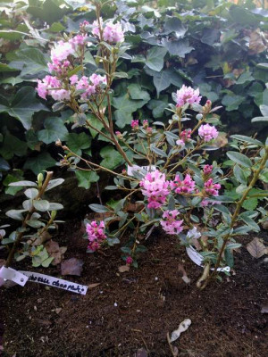 Kopie_von_190420101982R.primuliflorum_Doker_La.jpg