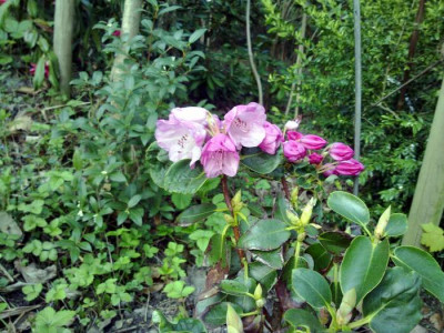 Kopie_von_190420102003R._selense_ssp._jucundum_JN_1029.jpg