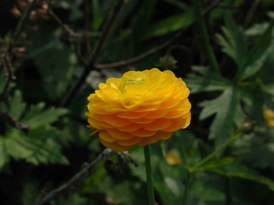 Ranunculus_acris_fl_pl001.jpg