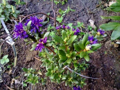 Kopie_von_190420102005R.russatum_Collingwood_Ingram.jpg
