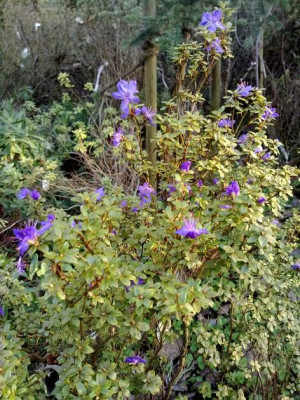 Kopie_von_190420102002R._nitidulum_var._nitidulum_C.5107A.jpg