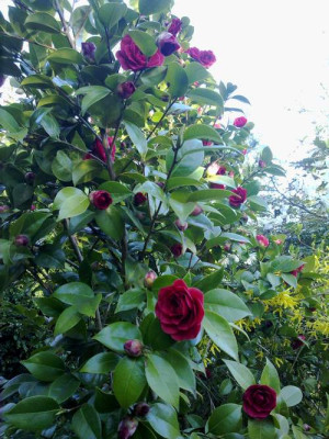 Kopie_von_190420101974C.XBlack_Lace.jpg