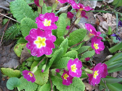 primula_vulgaris_01.jpg