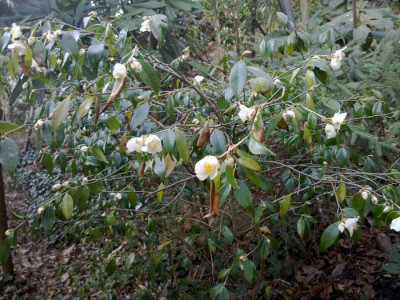 Kopie_von_190420101989C.cuspidata.jpg