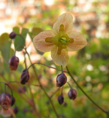 Epimedium_colchicum_2_800x600.jpg