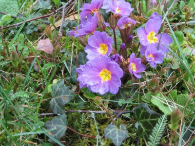 primula_vulgaris_02.jpg