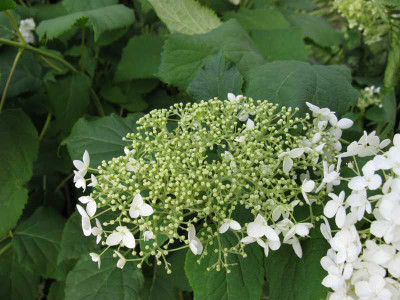 Hydrangea_Annabelle_2008_800x600.JPG