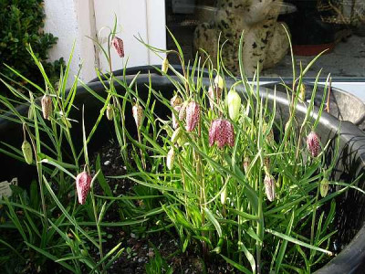 f.meleagris-baukubel.jpg