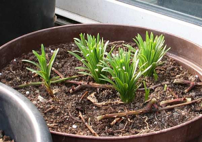 citronella-marygold.jpg