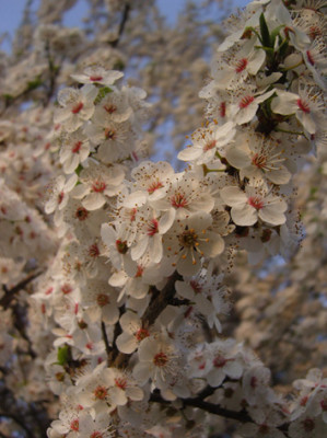 prunus_blue.jpg