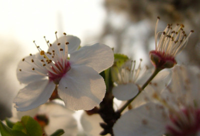 prunus_blue_det_2.jpg