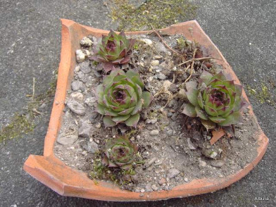 PICT4580-1.JPG