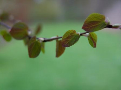 Cercidiphyllum04.jpg