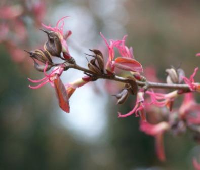 Cercidiphyllum05.jpg