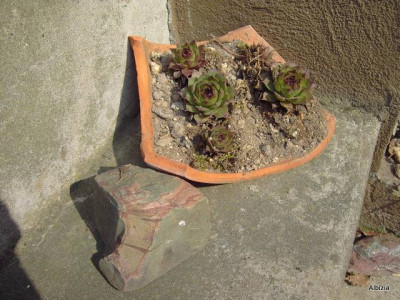 PICT4584.JPG