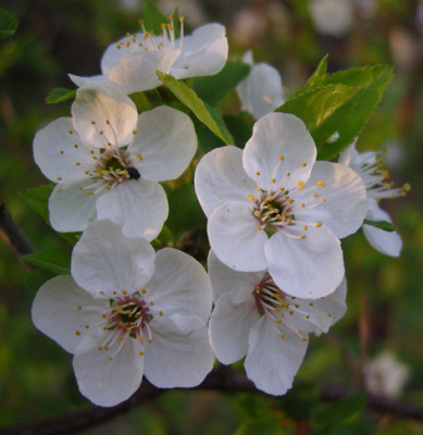prunus_nachkommen.jpg