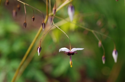 epimedium_fargesii_slow.jpg