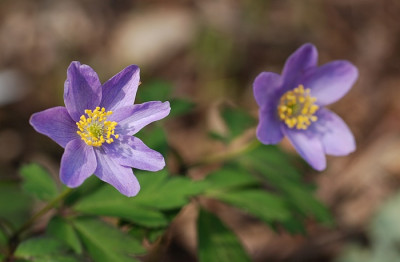 anemone_nemorosa_hannah_gubbay.jpg
