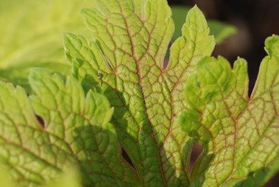 geranium_psilostemon_coton_goliath_laub.jpg