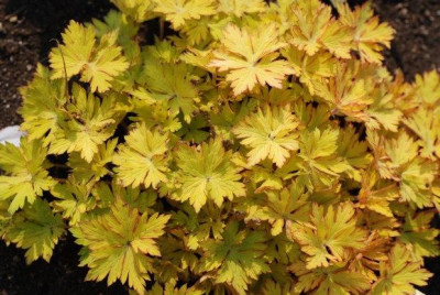 geranium_blue_sunrise_10.jpg