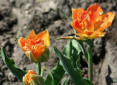 orangefarbene_Tulpen_mit_Biene_kleiner.jpg