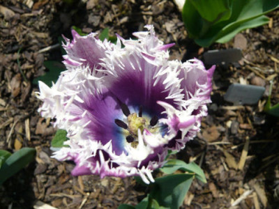 P1050653.JPG