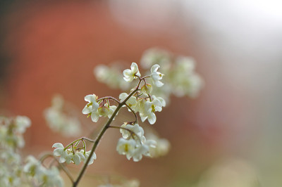 Vancouveria-Apr2010.jpg
