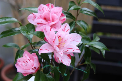 Haru_no_utena_20.04.2010.JPG