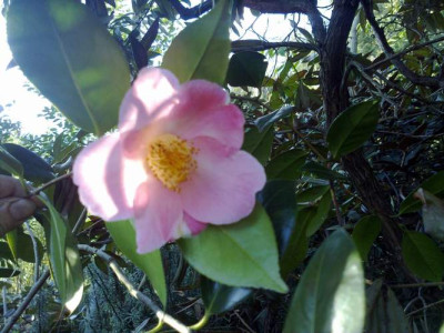 Kopie_von_190420101975C.N.N..jpg