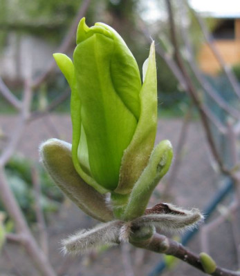 Magnolia_Butterflies_800x600.jpg