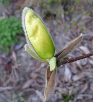 Magnolia_Yellow_River_Bud_800x600.jpg