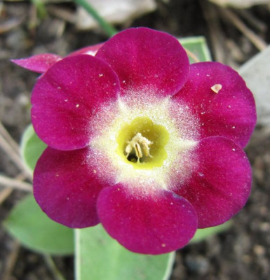 Tudor_Rose_100420.jpg