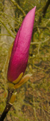 77Magnolia_JaneK.jpg