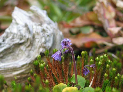 soldanella-chr1..jpg