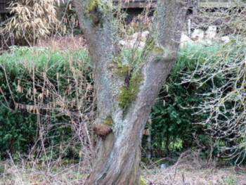 Kirschbaum_27.03.10-2.JPG