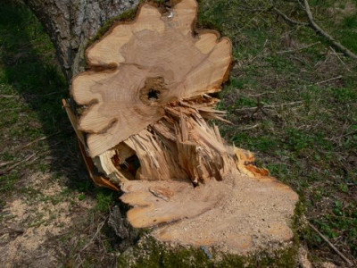 Kirschbaum_20.04.10_III-1.JPG