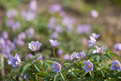 Anemone-Robinsoniana-Apr2010.jpg