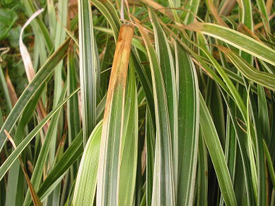 Gras_1.jpg