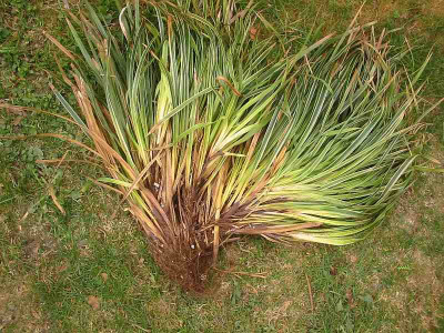 Gras_2.jpg