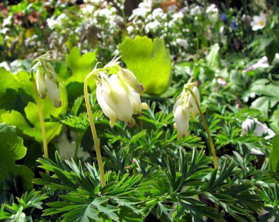 p_IMG_0845_Dicentra_formosa.jpg