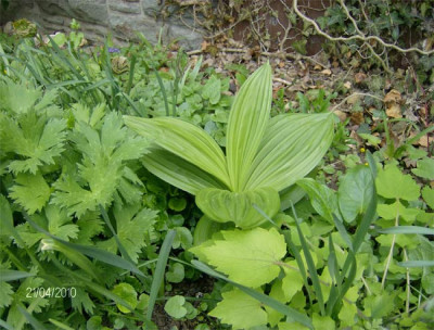 veratrum-210410.jpg